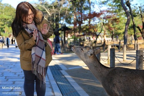 【奈良一日遊】大阪怎麼去奈良？搭乘近鐵奈良前往奈良東大寺、春日大社，買鹿仙貝餵小鹿好好玩