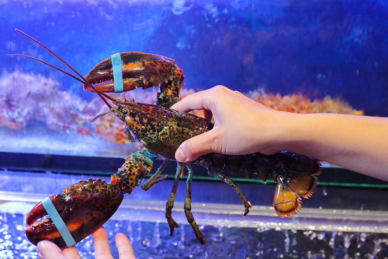 高雄｜覓奇頂級日本料理／鄰近高雄港埠旅運中心亞洲新灣區美食餐