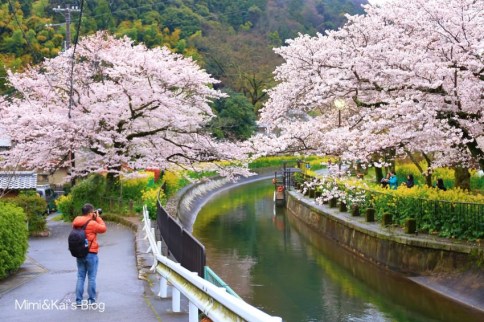 【京都賞櫻】山科疏水櫻花、交通＆琵琶湖疏水道乘船資訊，多了油菜花美到不像話！