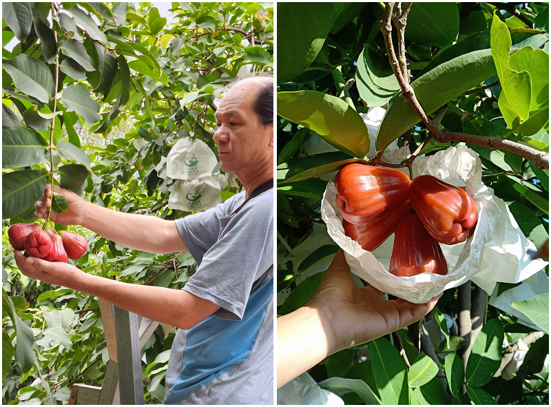高雄六龜逗遊包！山城謎境六龜街區玩透透！尋訪百年老店太和堂藥