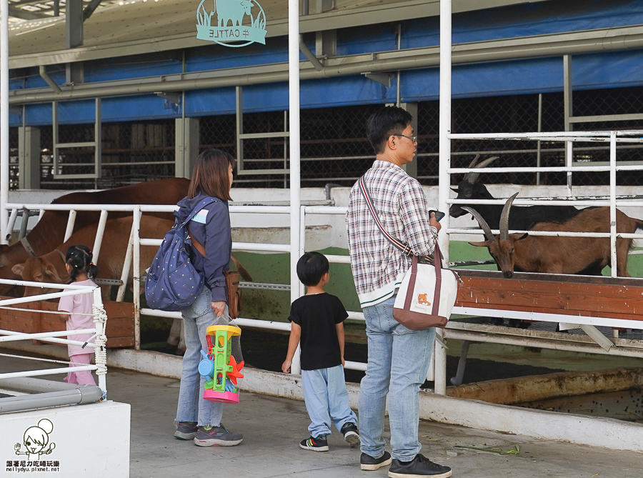 高雄牧場 戶外 放電 親子 景點 橋頭 實習生 水流莊牧場 可愛動物 休閒 旅遊 小牧羊人 體驗