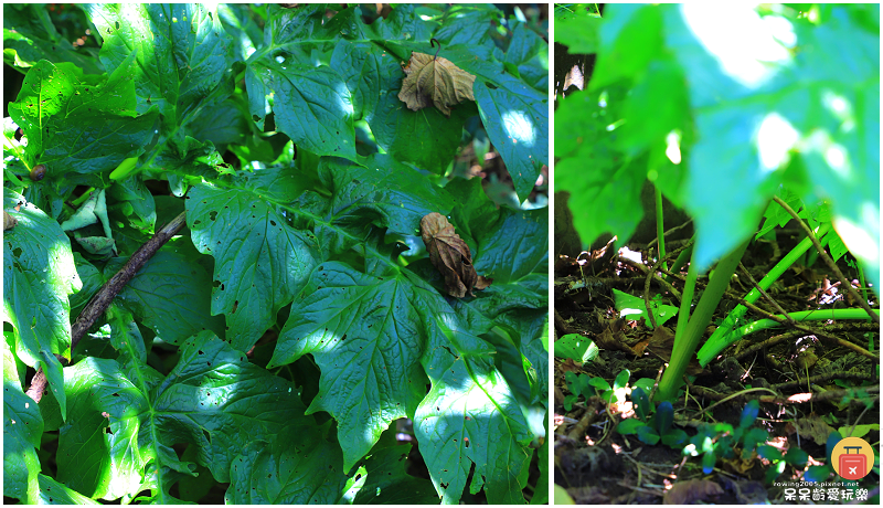 屏東一日遊|水蛙窟香草包療癒DIY!恆春古城實境解謎慢慢遊! 屏東一日遊|水蛙窟香草包療癒DIY!恆春古城實境解謎慢慢遊!