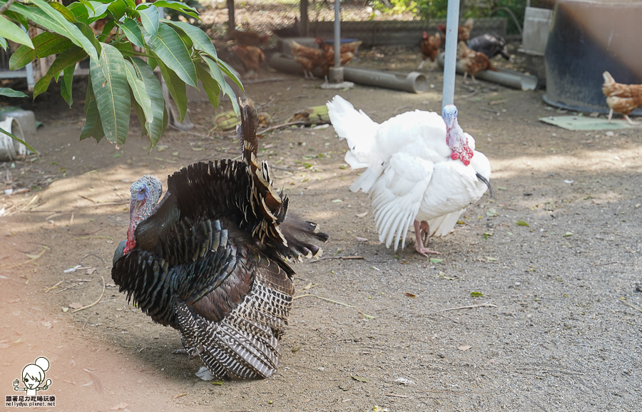 高雄牧場 戶外 放電 親子 景點 橋頭 實習生 水流莊牧場 可愛動物 休閒 旅遊 小牧羊人 體驗