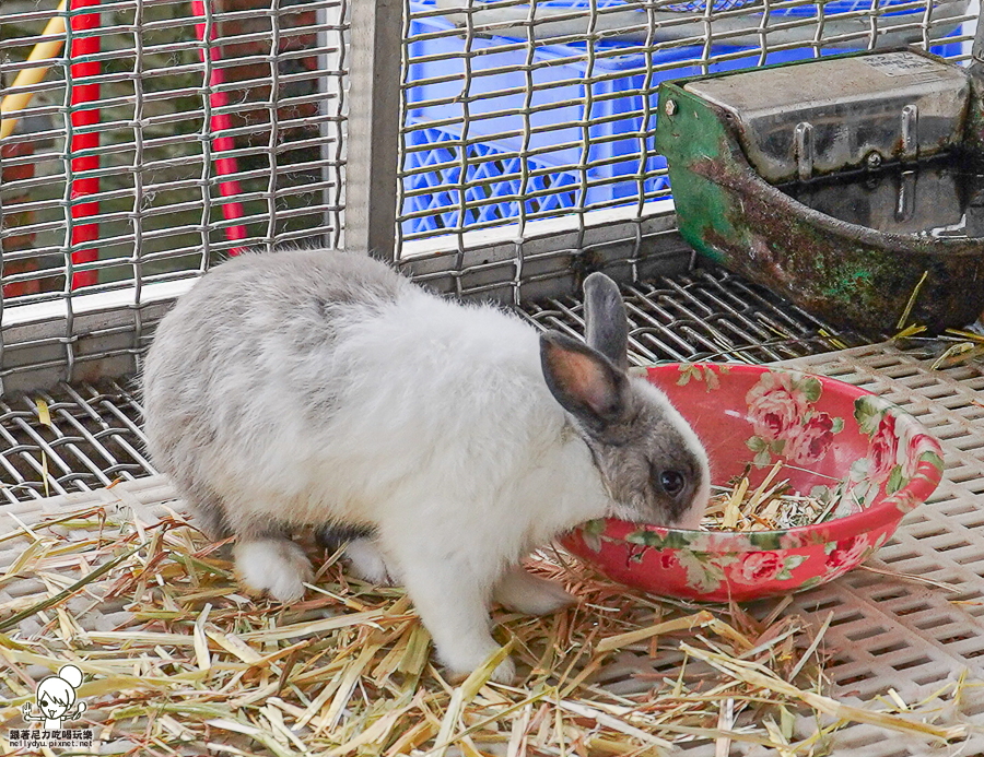 高雄牧場 戶外 放電 親子 景點 橋頭 實習生 水流莊牧場 可愛動物 休閒 旅遊 小牧羊人 體驗