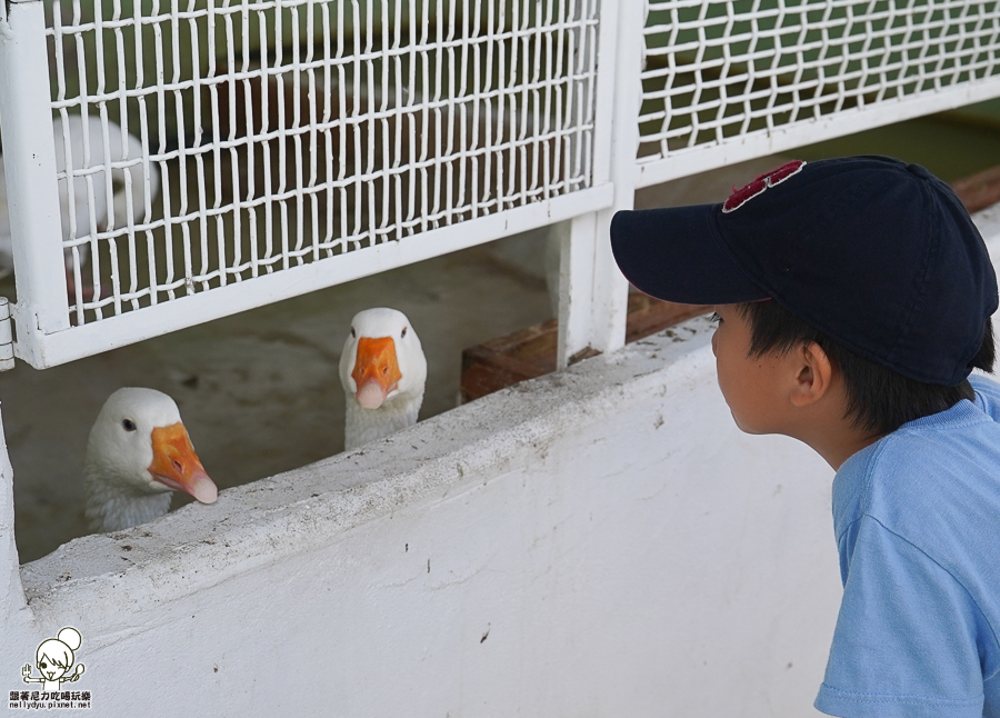 高雄牧場 戶外 放電 親子 景點 橋頭 實習生 水流莊牧場 可愛動物 休閒 旅遊 小牧羊人 體驗
