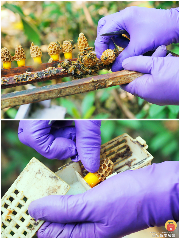 高雄旅行｜甜蜜蜂坊Sweet Honey！體驗神秘養蜂蜂場！