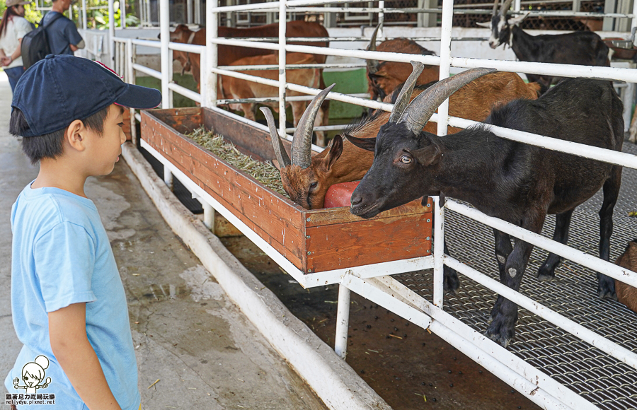 高雄牧場 戶外 放電 親子 景點 橋頭 實習生 水流莊牧場 可愛動物 休閒 旅遊 小牧羊人 體驗