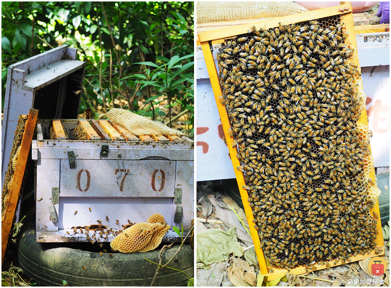 高雄旅行｜甜蜜蜂坊Sweet Honey！體驗神秘養蜂蜂場！