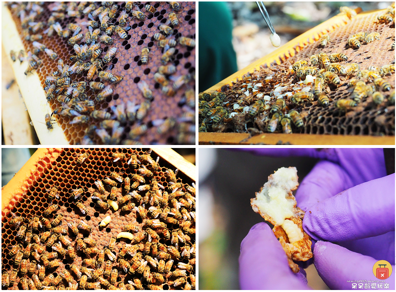 高雄旅行｜甜蜜蜂坊Sweet Honey！體驗神秘養蜂蜂場！