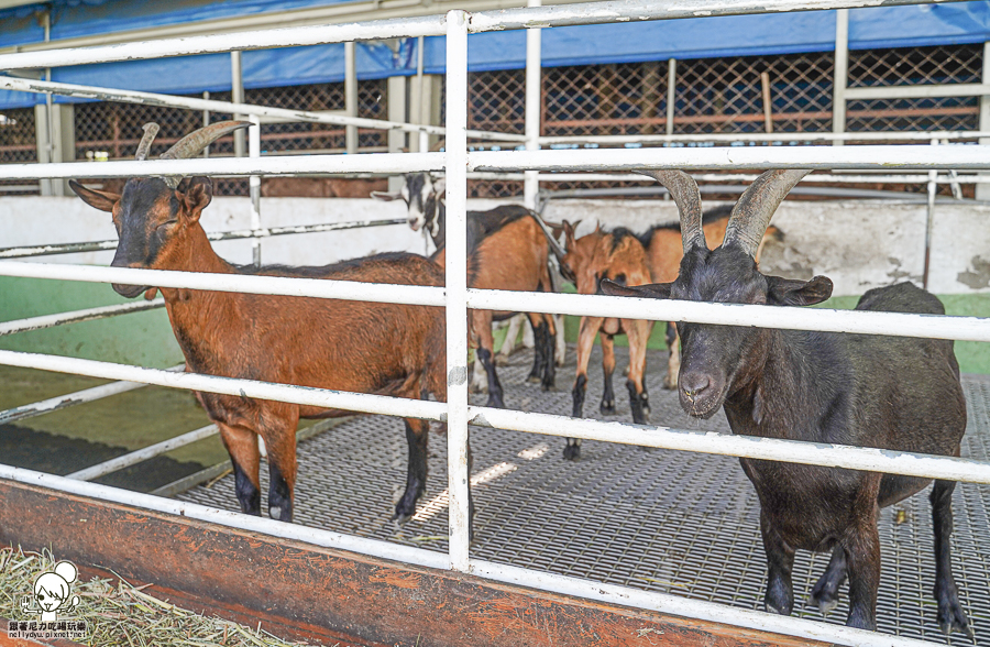 高雄牧場 戶外 放電 親子 景點 橋頭 實習生 水流莊牧場 可愛動物 休閒 旅遊 小牧羊人 體驗
