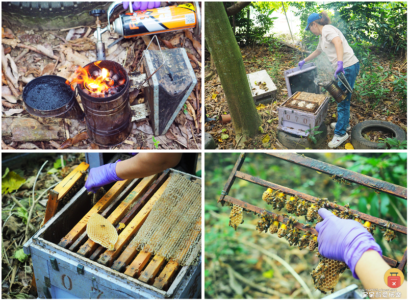 高雄旅行｜甜蜜蜂坊Sweet Honey！體驗神秘養蜂蜂場！