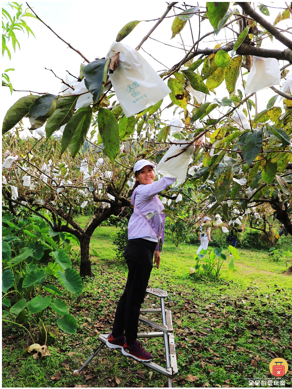 新竹採果趣！五峰和平部落青葉甜柿園！手採超大顆甜柿！