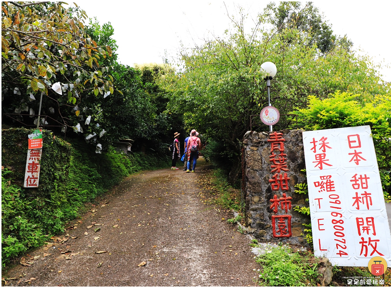 新竹採果趣！五峰和平部落青葉甜柿園！手採超大顆甜柿！