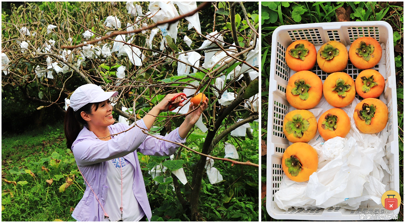 新竹採果趣！五峰和平部落青葉甜柿園！手採超大顆甜柿！