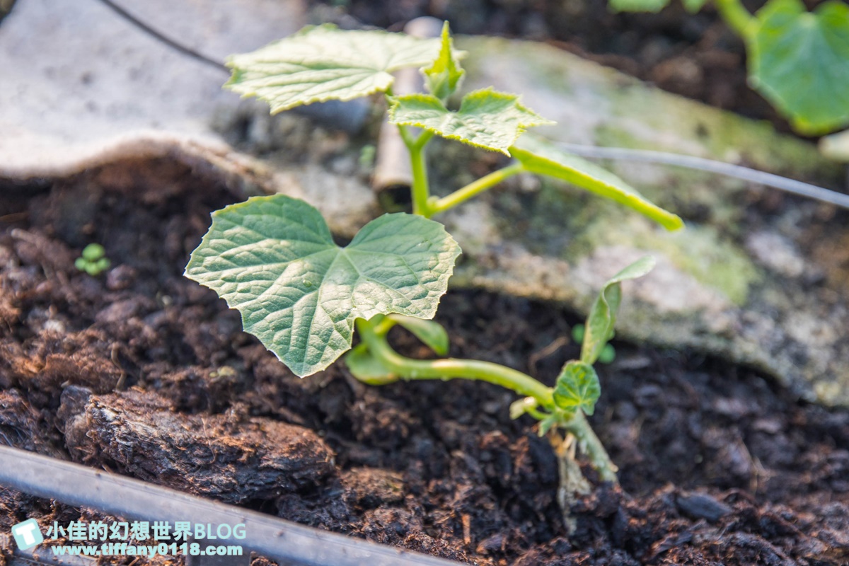 [雲林景點]期間限定雲林厚工學、鐵花窗、微醺農場/帶你看見不一樣的雲林之美
