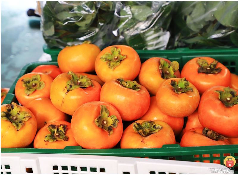 新竹採果趣！五峰和平部落青葉甜柿園！手採超大顆甜柿！