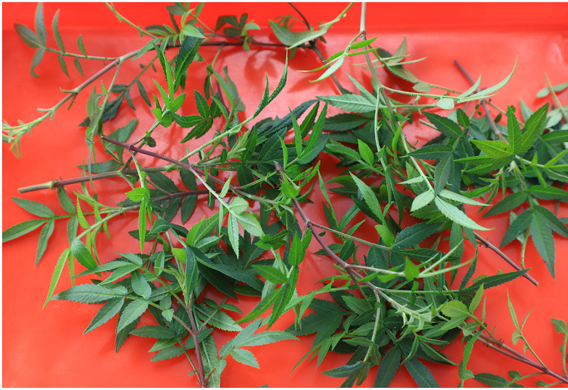 雲林旅行｜華山好好玩！陶壺烘咖啡豆DIY+手沖咖啡 !手作萬