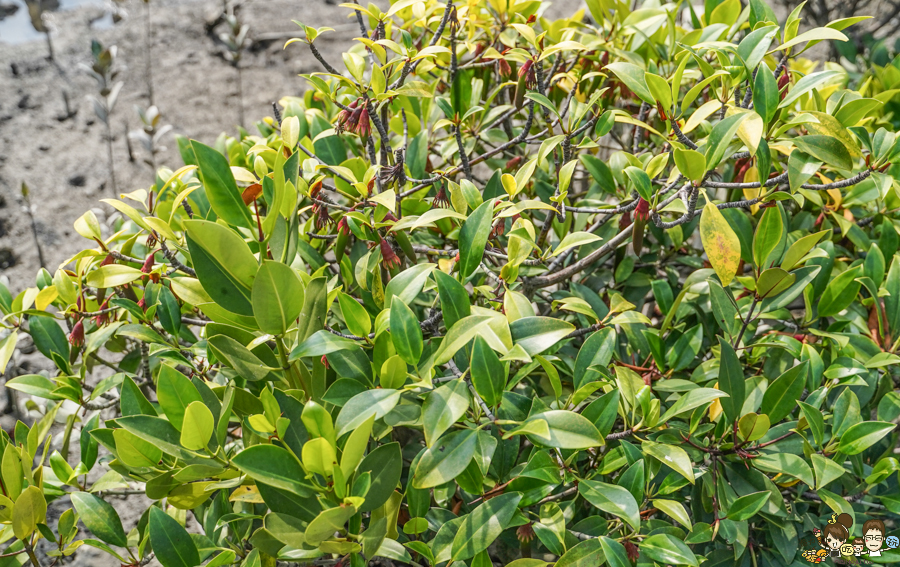 大鵬灣 旅遊 環境保育 環境 濕地 公園 親子 教育 互動 遊客中心 必遊 好玩 生態 鳥