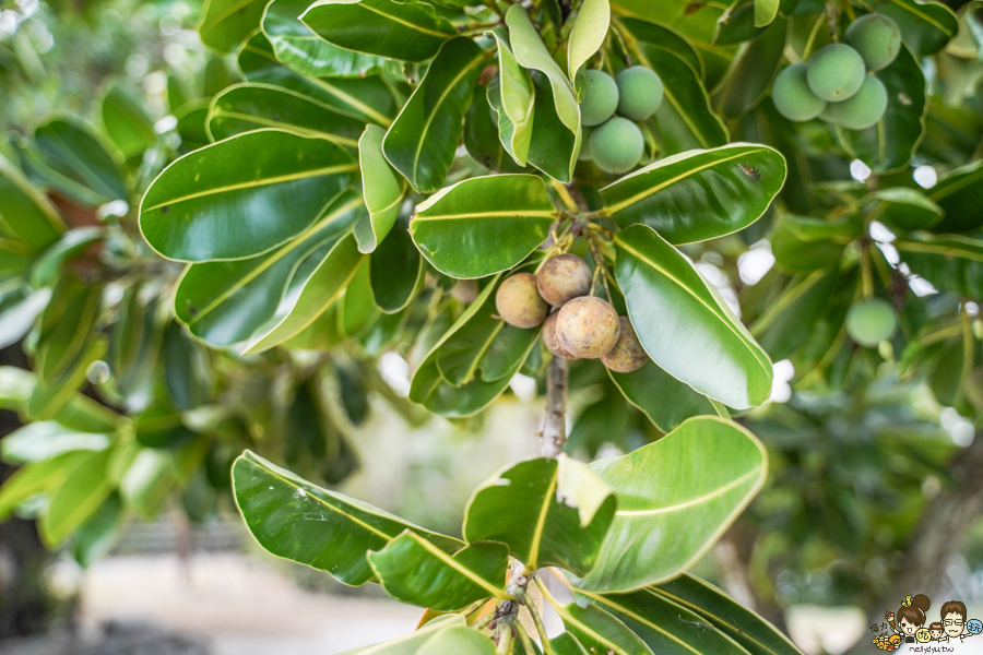 大鵬灣 旅遊 環境保育 環境 濕地 公園 親子 教育 互動 遊客中心 必遊 好玩 生態 鳥