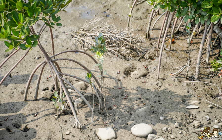 大鵬灣 旅遊 環境保育 環境 濕地 公園 親子 教育 互動 遊客中心 必遊 好玩 生態 鳥