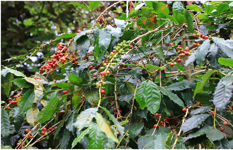 雲林旅行｜華山好好玩！陶壺烘咖啡豆DIY+手沖咖啡 !手作萬