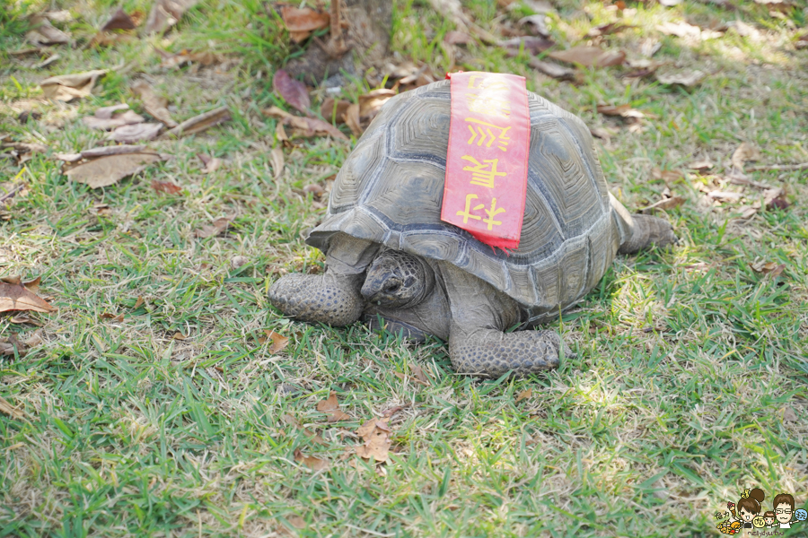 大鵬灣 旅遊 環境保育 環境 濕地 公園 親子 教育 互動 遊客中心 必遊 好玩 生態 鳥