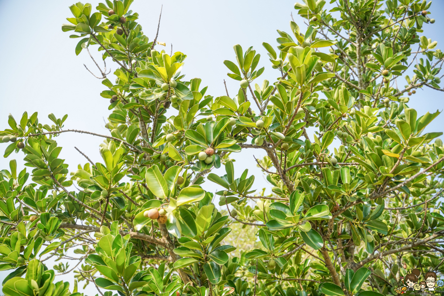 大鵬灣 旅遊 環境保育 環境 濕地 公園 親子 教育 互動 遊客中心 必遊 好玩 生態 鳥