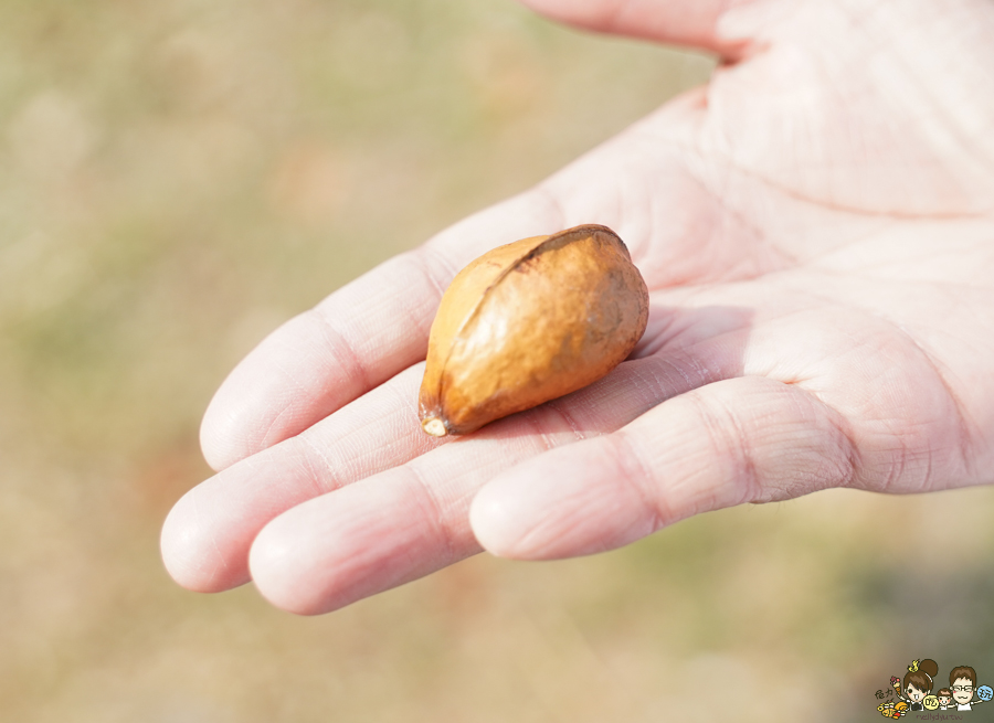 大鵬灣 旅遊 環境保育 環境 濕地 公園 親子 教育 互動 遊客中心 必遊 好玩 生態 鳥