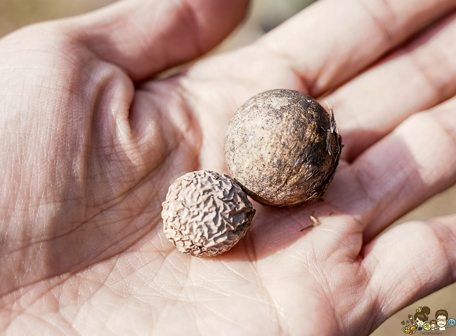大鵬灣 旅遊 環境保育 環境 濕地 公園 親子 教育 互動 遊客中心 必遊 好玩 生態 鳥