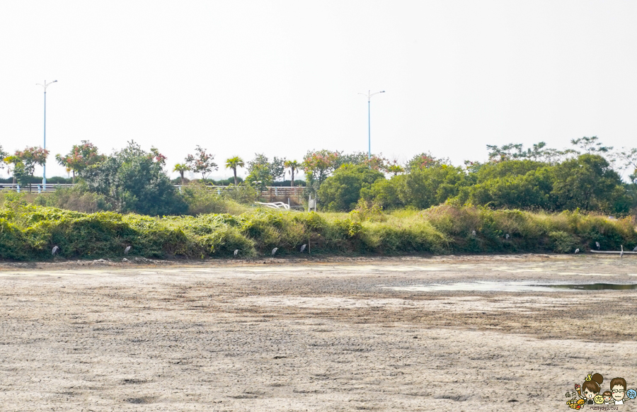 大鵬灣 旅遊 環境保育 環境 濕地 公園 親子 教育 互動 遊客中心 必遊 好玩 生態 鳥