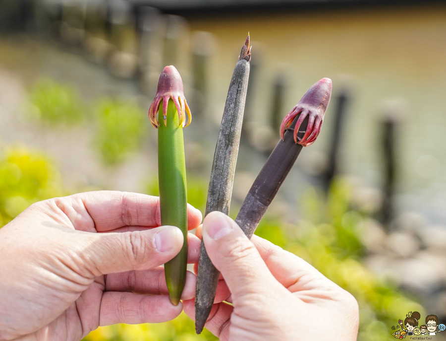 大鵬灣 旅遊 環境保育 環境 濕地 公園 親子 教育 互動 遊客中心 必遊 好玩 生態 鳥
