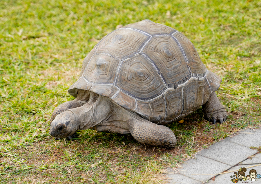 大鵬灣 旅遊 環境保育 環境 濕地 公園 親子 教育 互動 遊客中心 必遊 好玩 生態 鳥