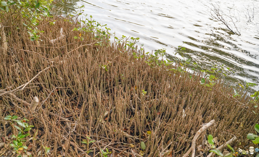 大鵬灣 旅遊 環境保育 環境 濕地 公園 親子 教育 互動 遊客中心 必遊 好玩 生態 鳥