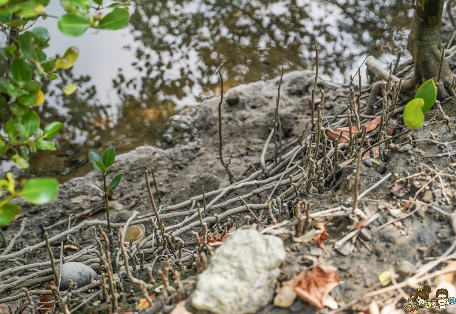 大鵬灣 旅遊 環境保育 環境 濕地 公園 親子 教育 互動 遊客中心 必遊 好玩 生態 鳥