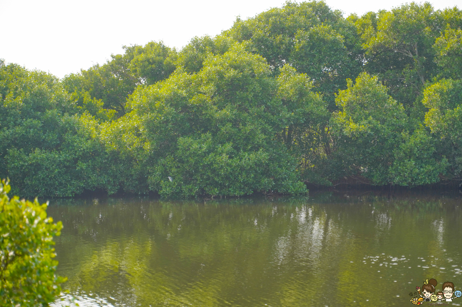 大鵬灣 旅遊 環境保育 環境 濕地 公園 親子 教育 互動 遊客中心 必遊 好玩 生態 鳥