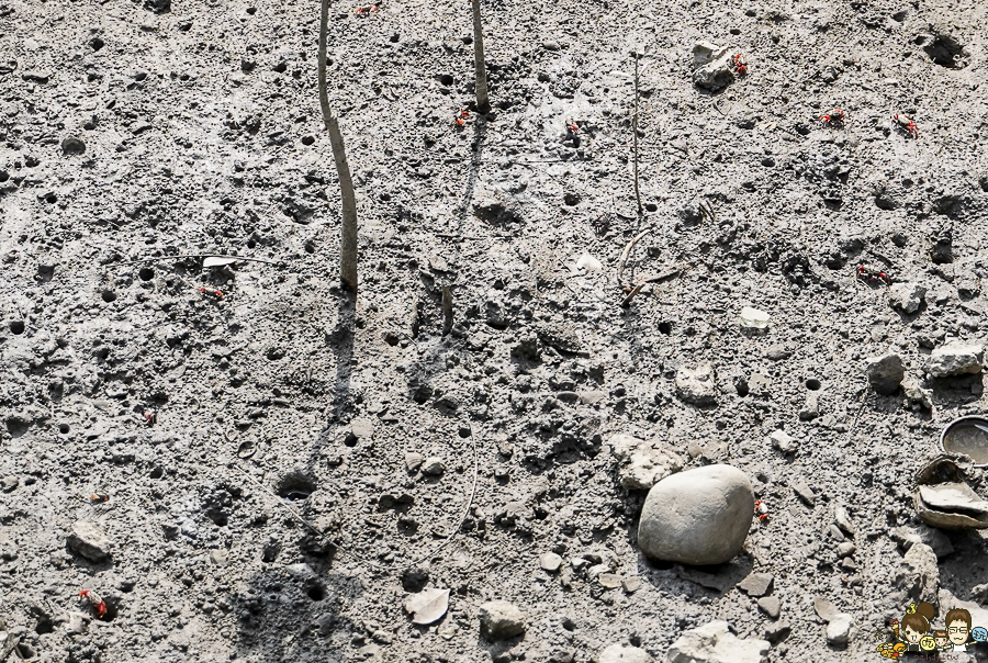 大鵬灣 旅遊 環境保育 環境 濕地 公園 親子 教育 互動 遊客中心 必遊 好玩 生態 鳥