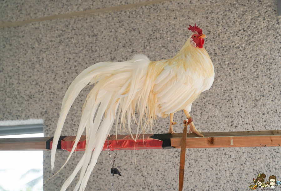 大鵬灣 旅遊 環境保育 環境 濕地 公園 親子 教育 互動 遊客中心 必遊 好玩 生態 鳥