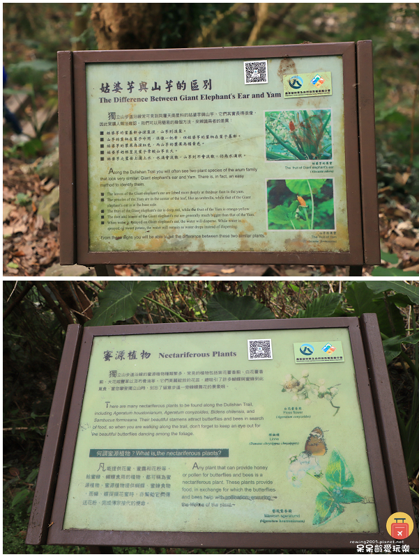 嘉義小百岳！獨立山步道！海拔840公尺！步道超酷穿越阿里山森