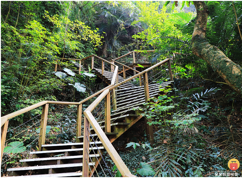 嘉義小百岳！獨立山步道！海拔840公尺！步道超酷穿越阿里山森
