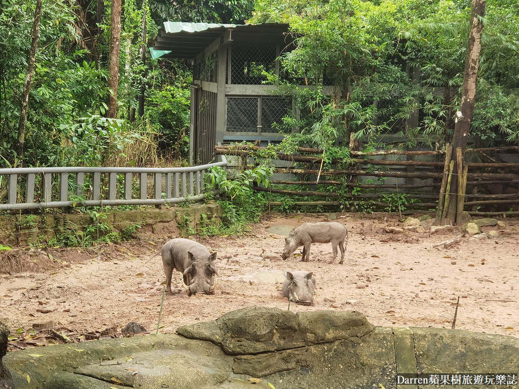 富國島動物園,富國島長頸鹿餐廳,富國島景點,富國島自由行,珍珠野生動物園,越南旅遊,富國島野生動物園