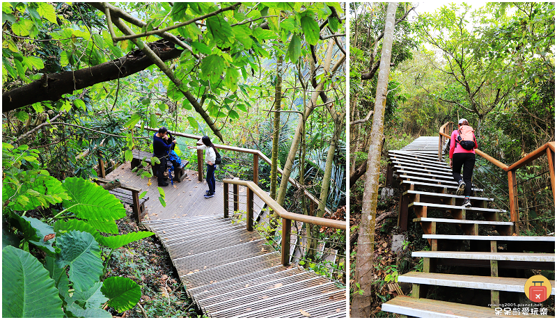 嘉義小百岳！獨立山步道！海拔840公尺！步道超酷穿越阿里山森