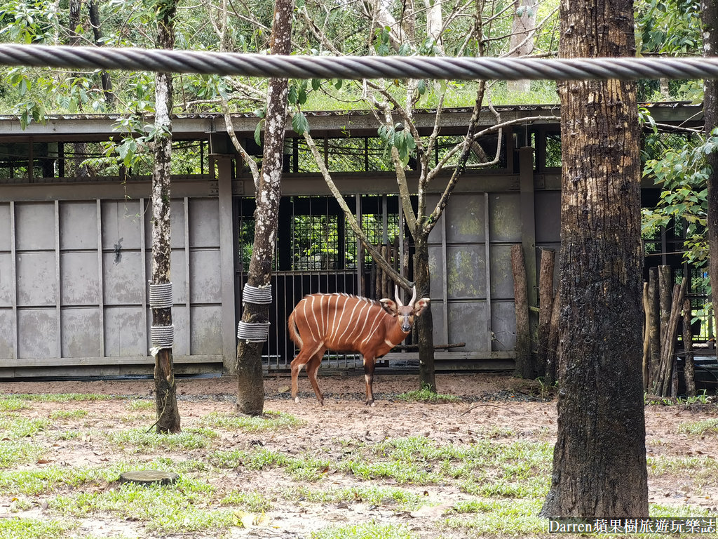 富國島動物園,富國島長頸鹿餐廳,富國島景點,富國島自由行,珍珠野生動物園,越南旅遊,富國島野生動物園