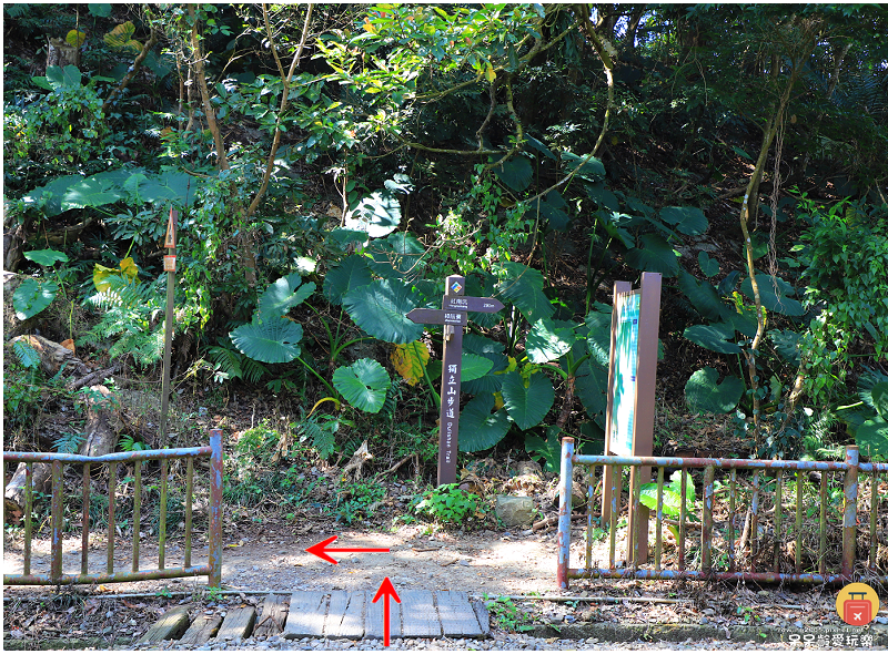 嘉義小百岳！獨立山步道！海拔840公尺！步道超酷穿越阿里山森