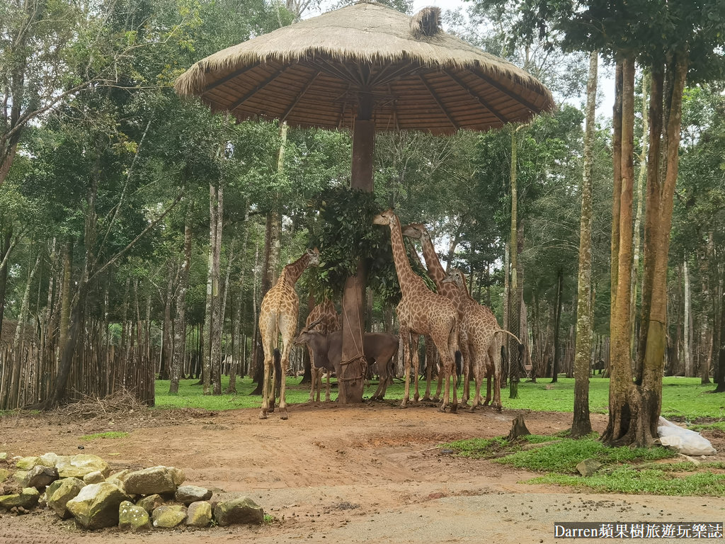 富國島動物園,富國島長頸鹿餐廳,富國島景點,富國島自由行,珍珠野生動物園,越南旅遊,富國島野生動物園