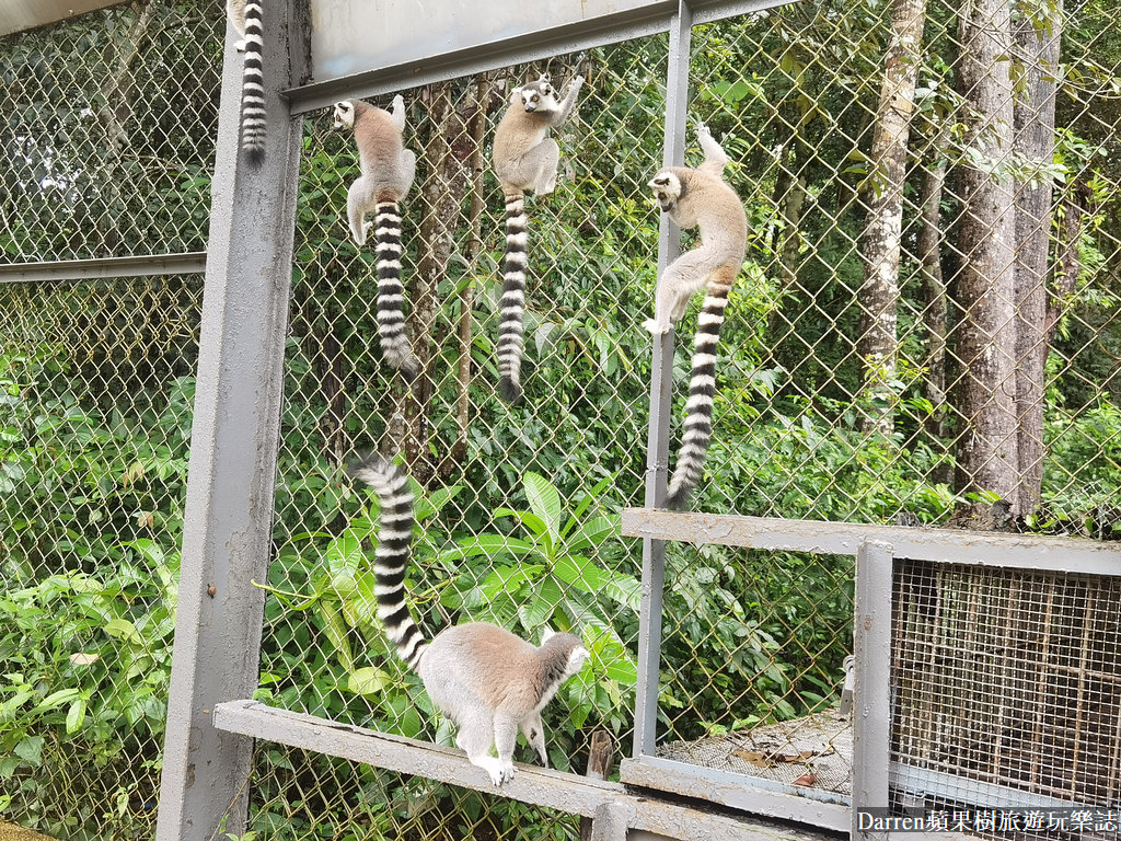 富國島動物園,富國島長頸鹿餐廳,富國島景點,富國島自由行,珍珠野生動物園,越南旅遊,富國島野生動物園