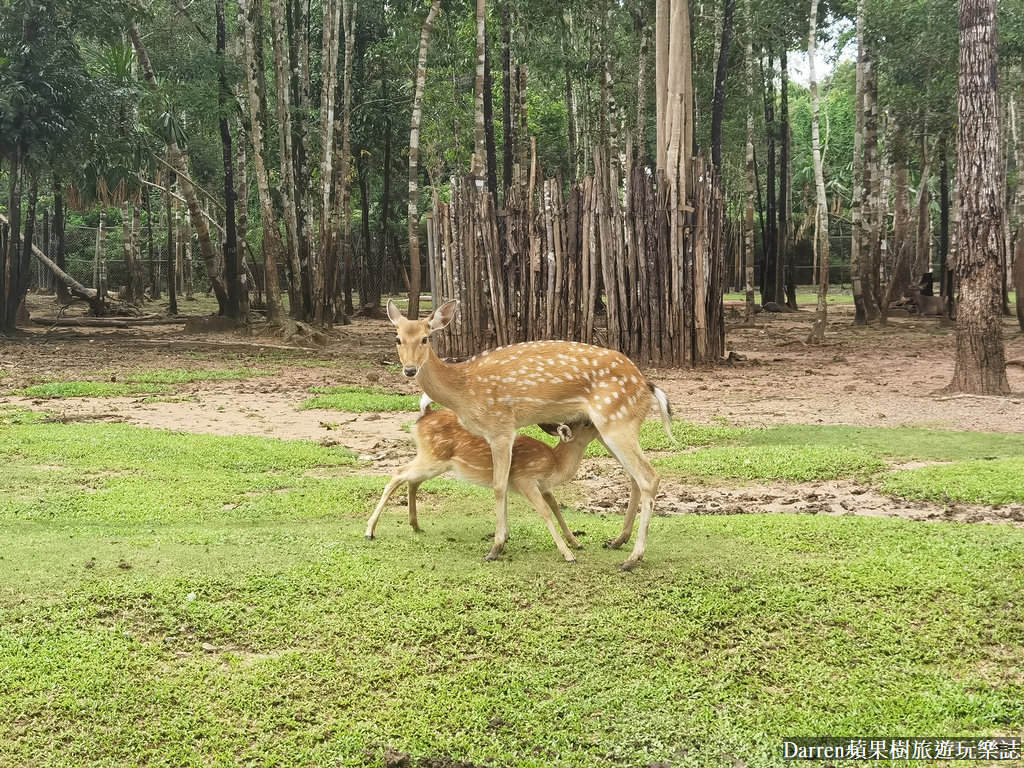 富國島動物園,富國島長頸鹿餐廳,富國島景點,富國島自由行,珍珠野生動物園,越南旅遊,富國島野生動物園