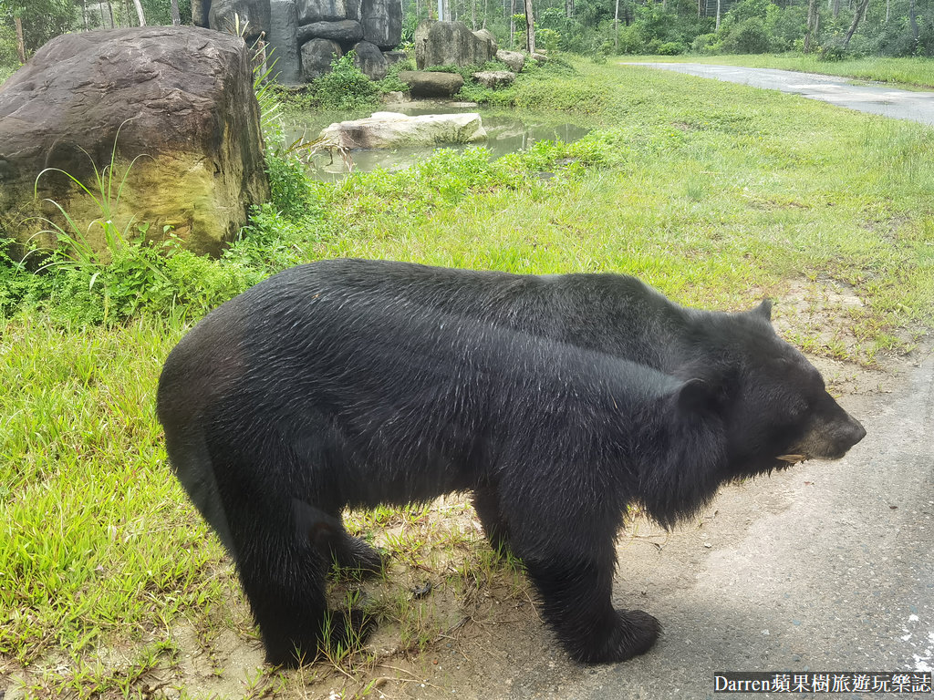 富國島動物園,富國島長頸鹿餐廳,富國島景點,富國島自由行,珍珠野生動物園,越南旅遊,富國島野生動物園