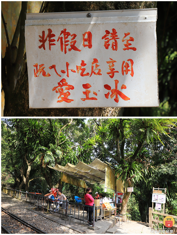 嘉義小百岳！獨立山步道！海拔840公尺！步道超酷穿越阿里山森