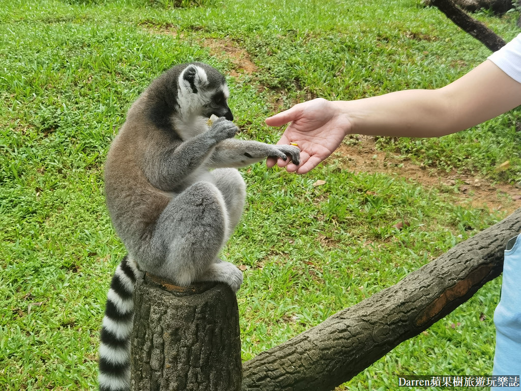 富國島動物園,富國島長頸鹿餐廳,富國島景點,富國島自由行,珍珠野生動物園,越南旅遊,富國島野生動物園