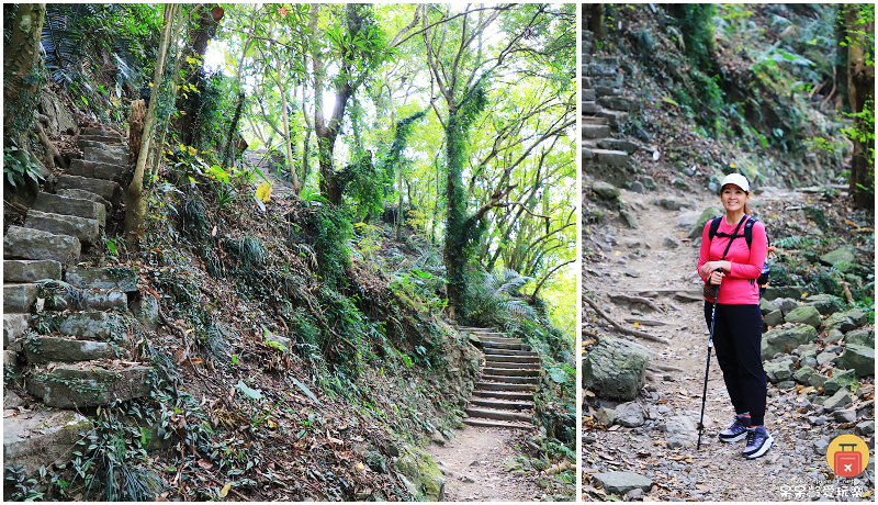 嘉義小百岳！獨立山步道！海拔840公尺！步道超酷穿越阿里山森